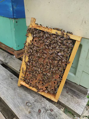 Contrôle des pontes - L'abeille des Monts de Blond