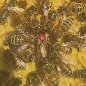 La reine et sa cour - L'abeille des Monts de Blond