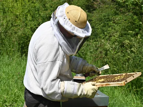 Préparation à l'hivernage - L'abeille des Monts de Blond